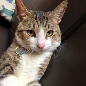 Meet your Posher, Maya